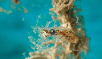 pygmy squid (Idiosepius sp.)