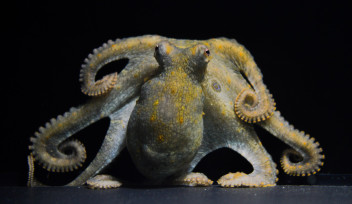 A photograph of an octopus sitting at the bottom of the tank, facing the camera with its eight arms curled around its body.