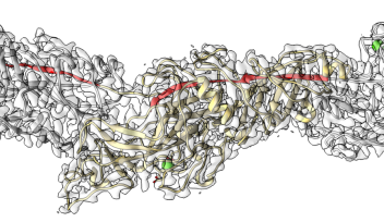 A 3D molecular reconstruction of three subunits within an Mfa filament, shown in grey.