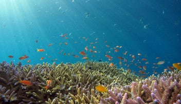Photo taken near Iriomote Island - underwater scenes with abundant fish.