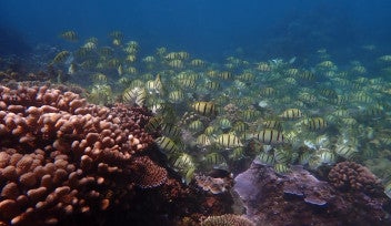 A shoal of striped fish swim amongst a coral reef