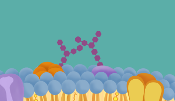 A membrane featuring glycan chains