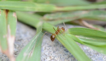Close-up photo of a long-legged ant climbing over a plant on a concrete structure in Okinawa, Japan. 