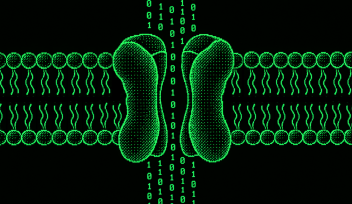 Shown in the classic green and black colors of old coding computers, a cell membrane with embedded BK channel is illustrated. 