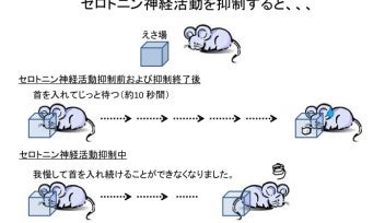 セロトニン神経活動を抑制した結果