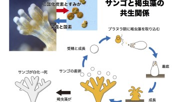 Figure 2. A symbiotic relationship between corals and Symbiodinium