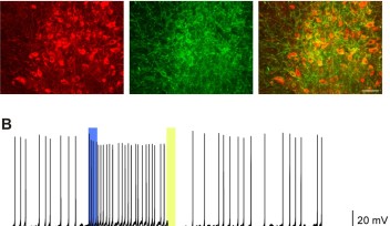 Control of serotonin neural activity by light