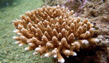 Acropora digitifera