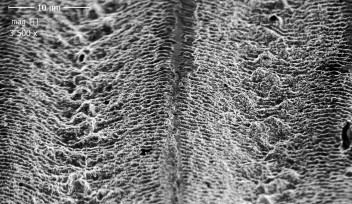 Surface of the GaAs ablated antenna