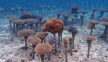 The Coral Reef Preservation and Restoration Project by the Okinawa Prefectural Government (Maeganeku, Onna)