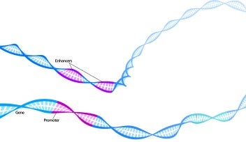 DNAのループ構造