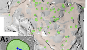 Calcium Channel Clusters on Presynaptic Membrane
