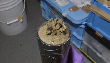 大きな有孔虫