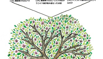 Quantum Cherry Blossom Tree