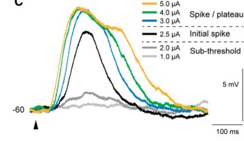 Stimulating a TC Neuron