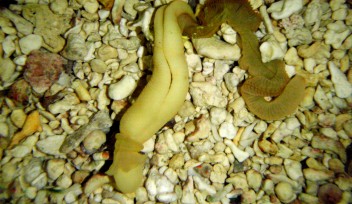 Acorn worms, a group of hemichordate animals