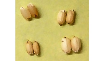 Rice grains