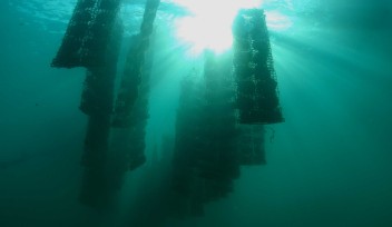 Pearl Oyster Aquaculture