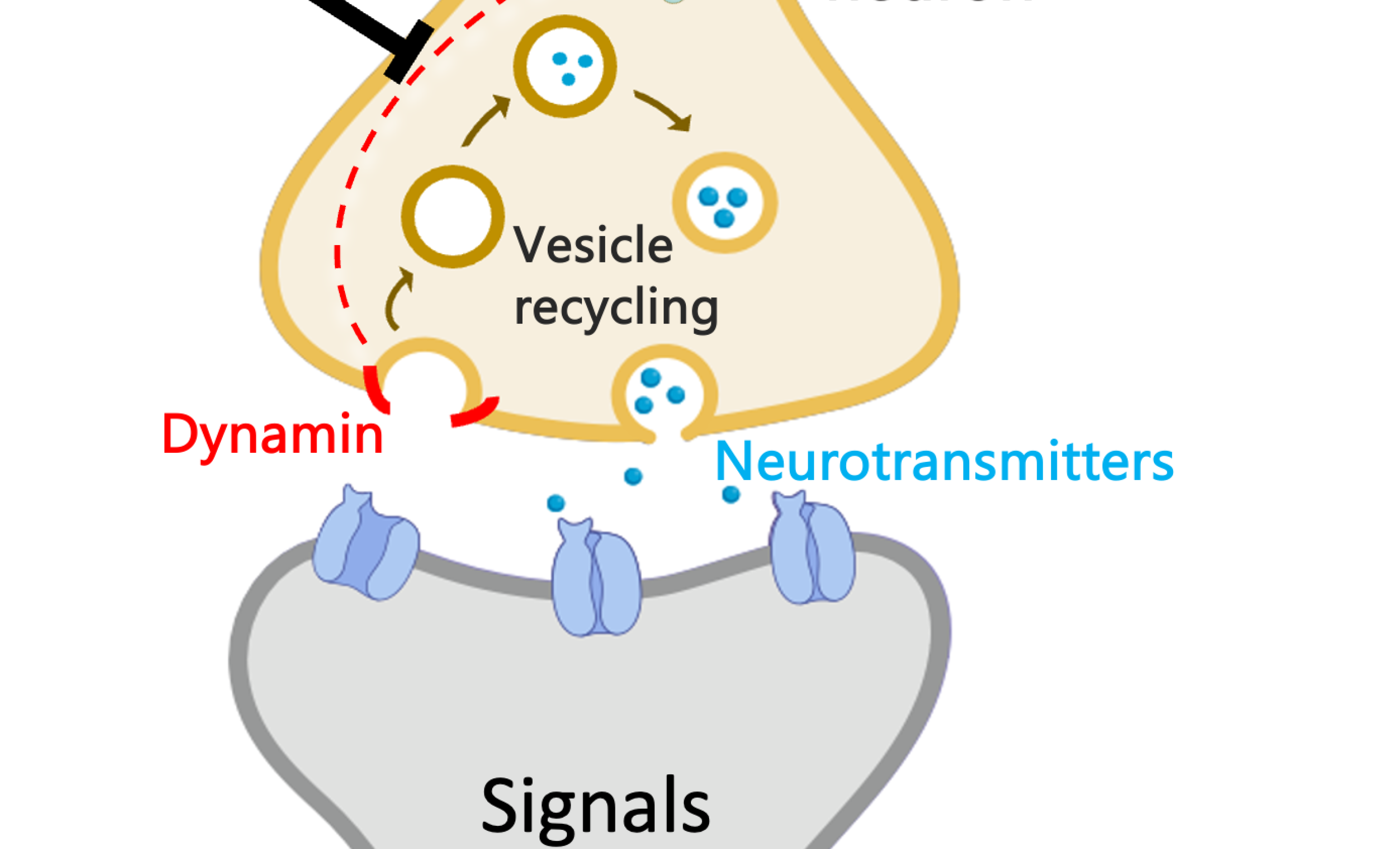 POC project (85-Chang):  PHDP5 can inhibit the MT-dynamin interaction
