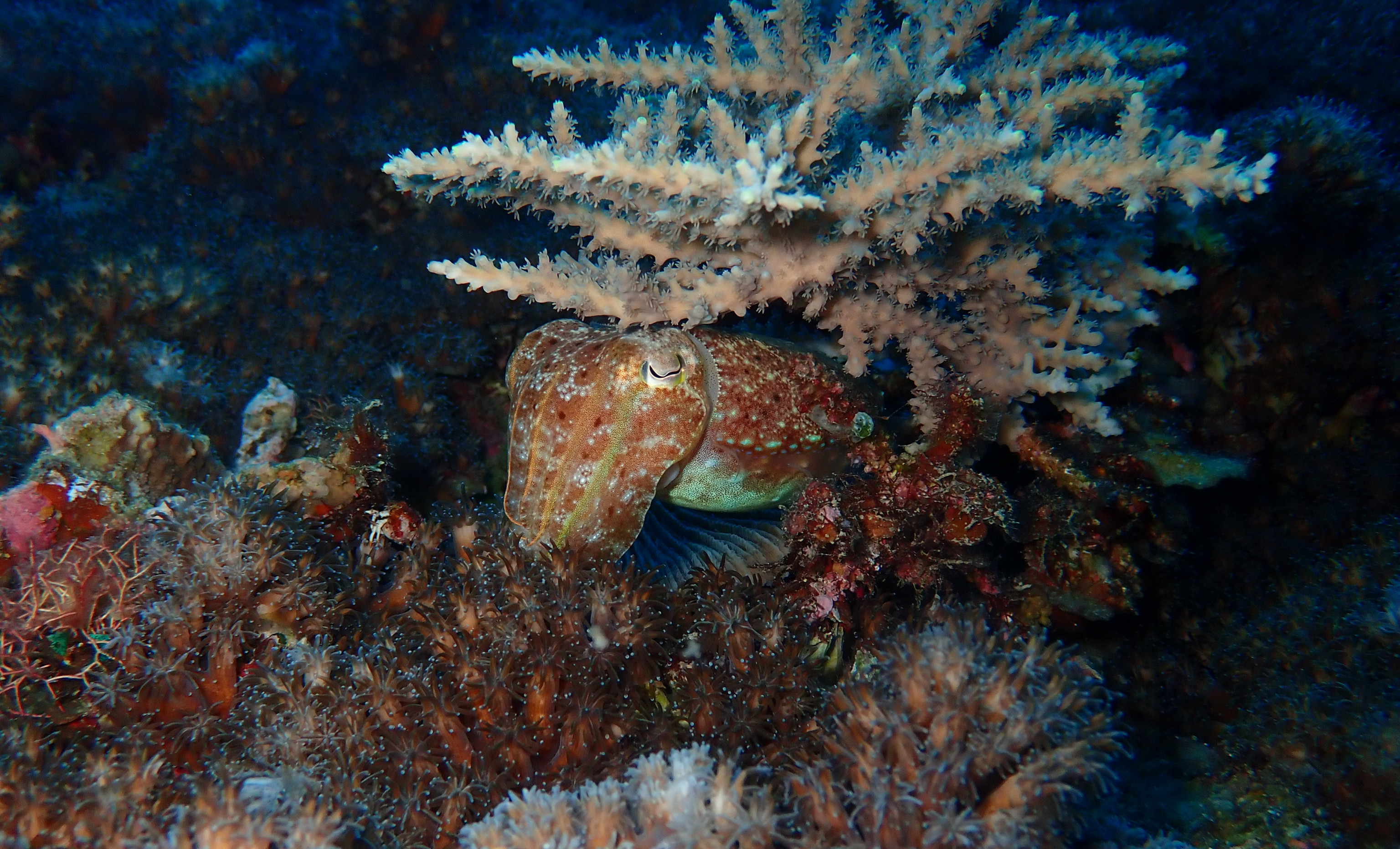common cuttlefish (Sepia sp.) hiding in a reef