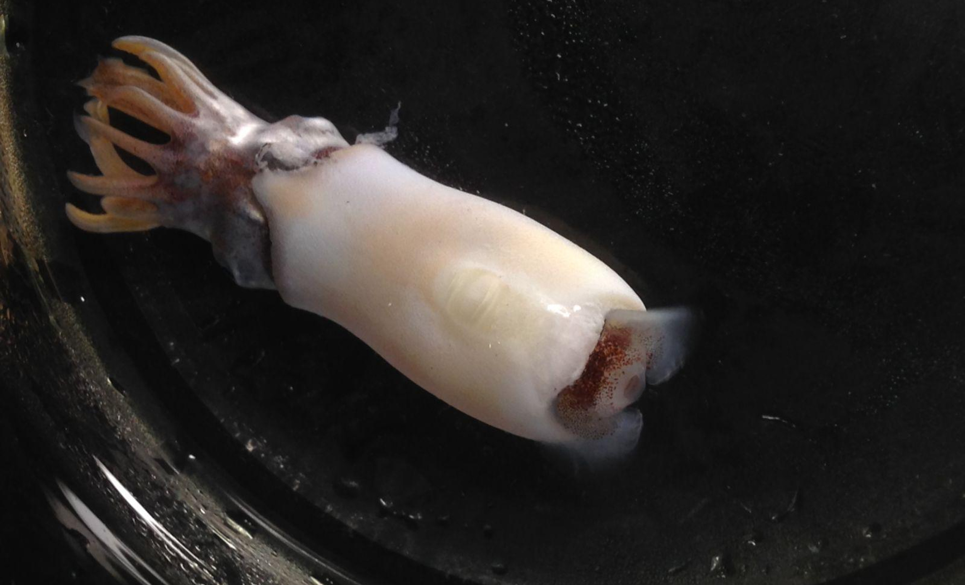 ram’s horn squid (Spirula spirula)