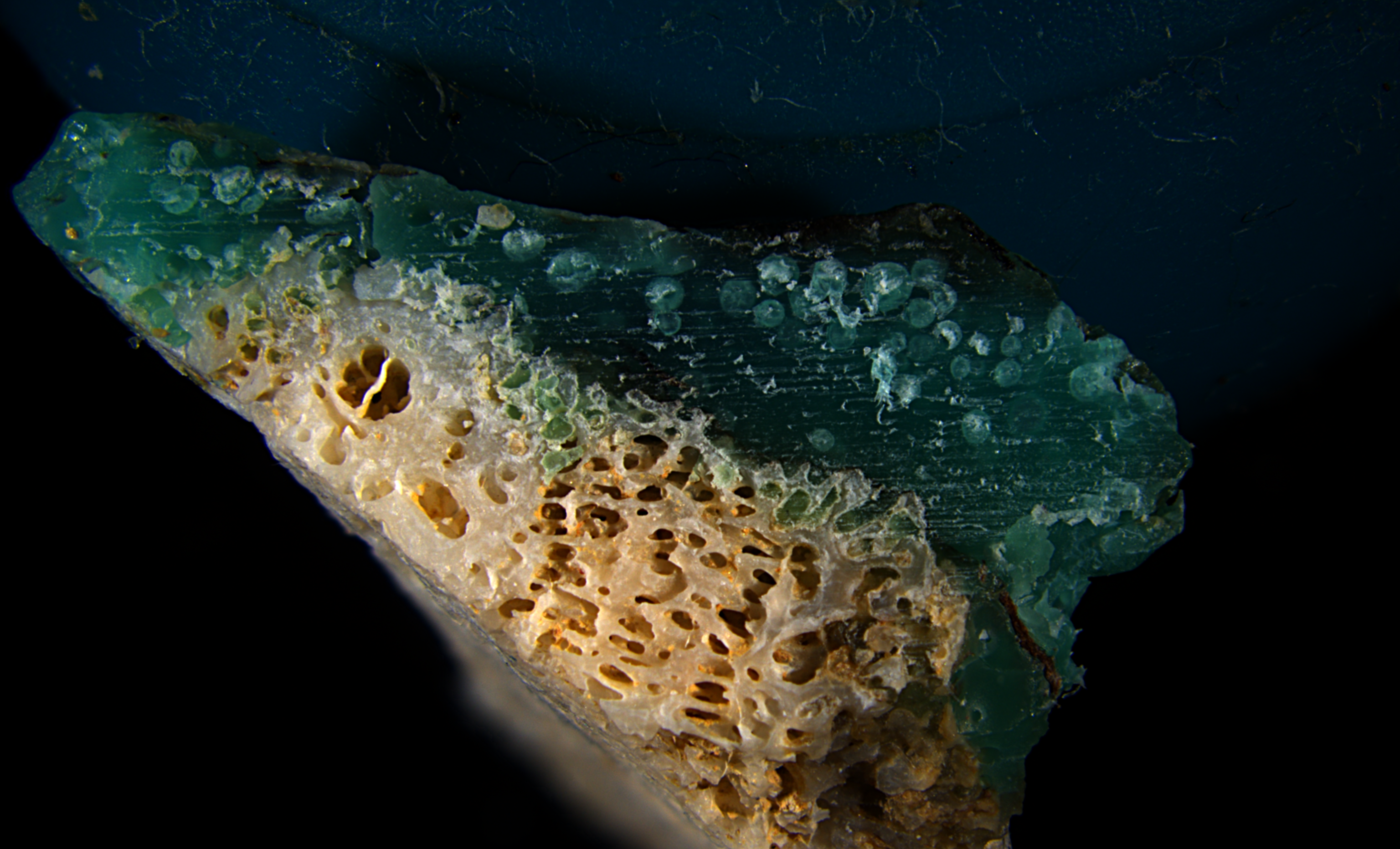 Microscope close-up of a coral specimen with a teal blob of plastic.