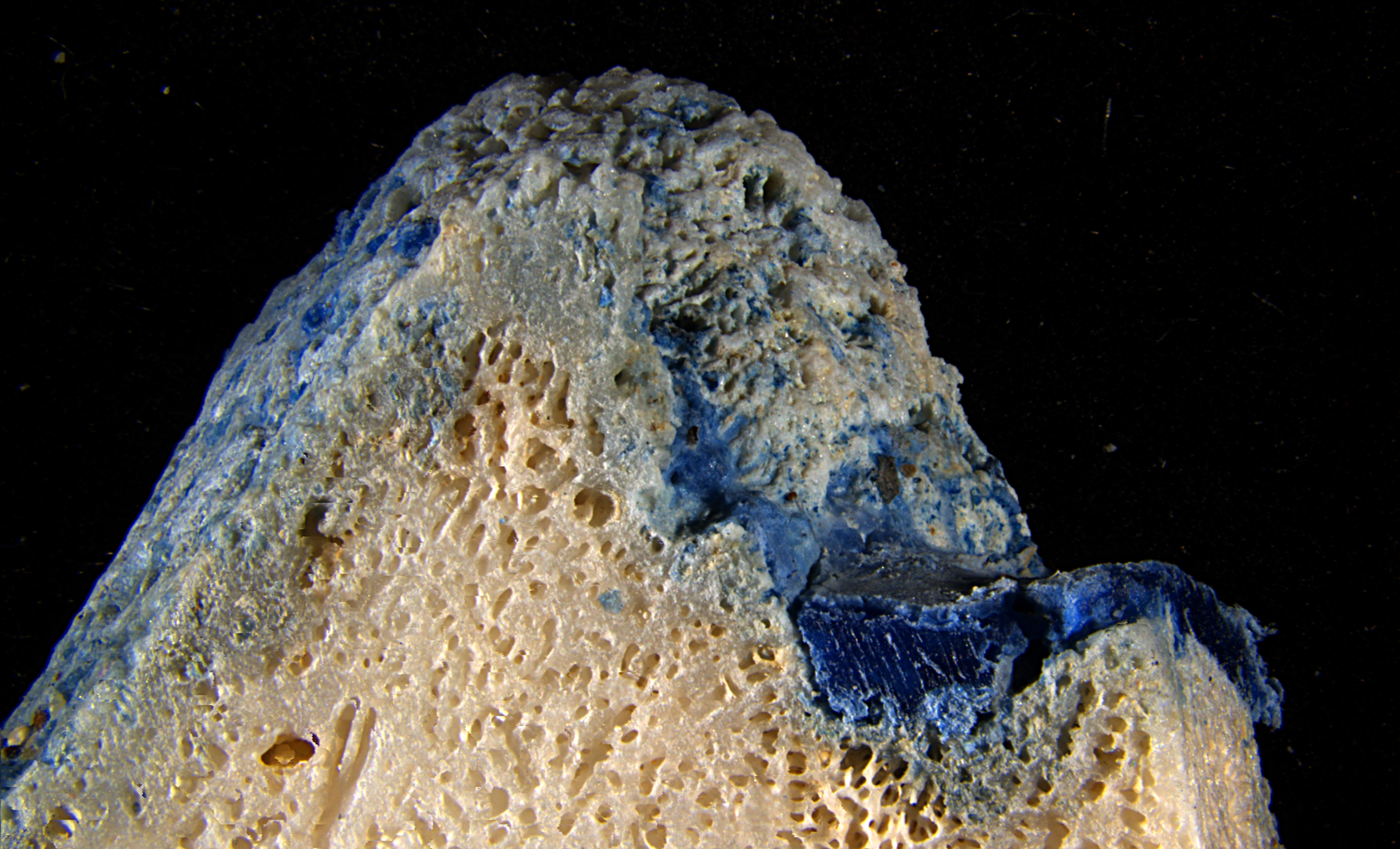 Microscope close-up of a coral specimen with a blue ring of plastic.