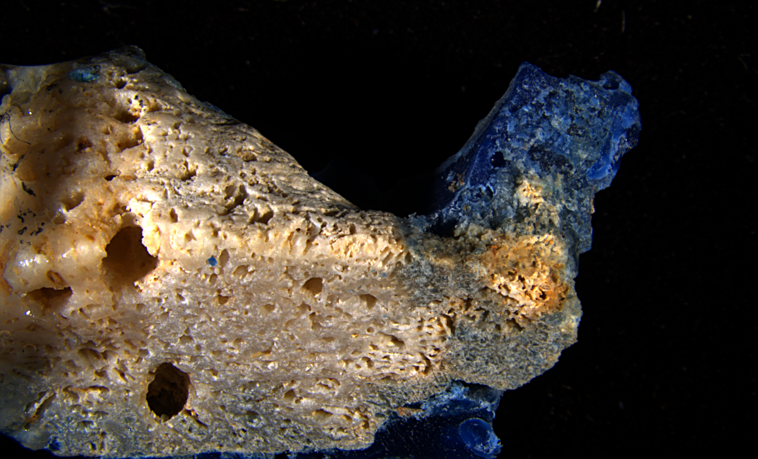 Microscope close-up of a coral specimen with a blue ring of plastic.
