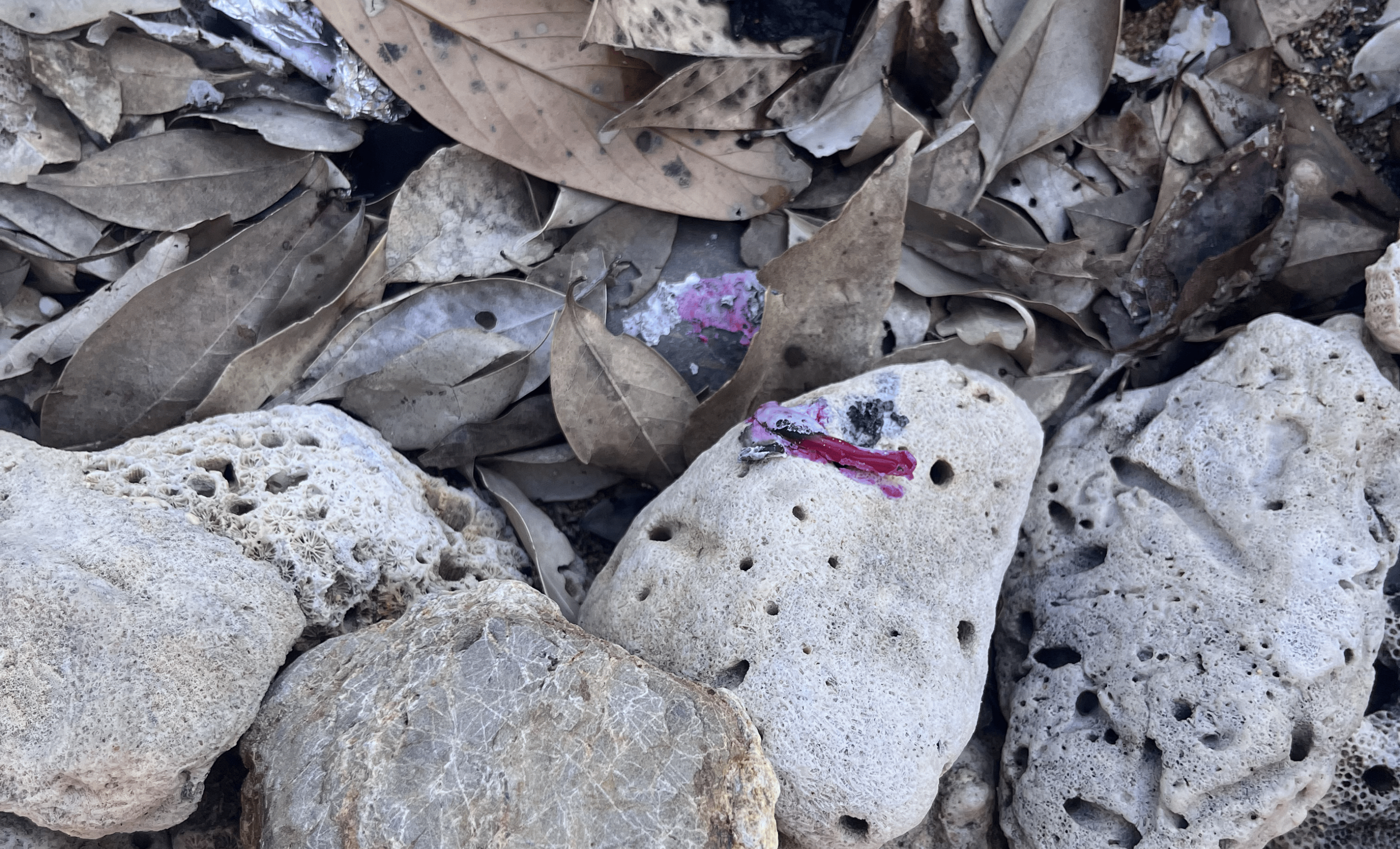Photo of a coral rock with a distinct purple plastic blob.