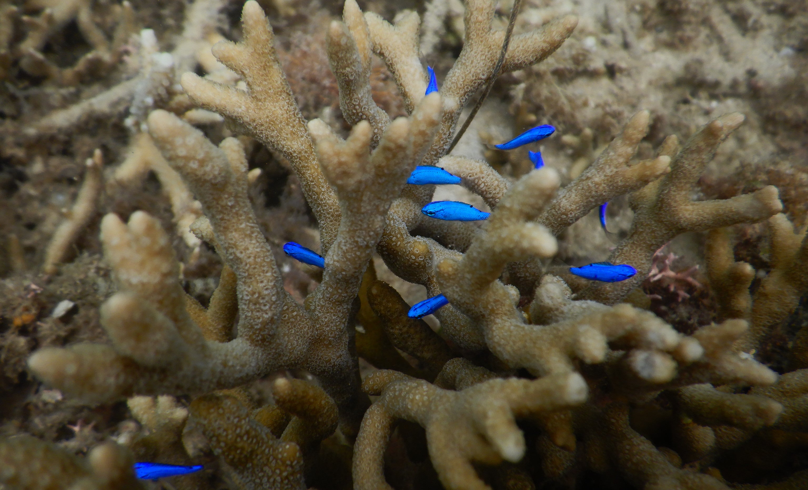 Small bright blue fish hide within branches of coral.