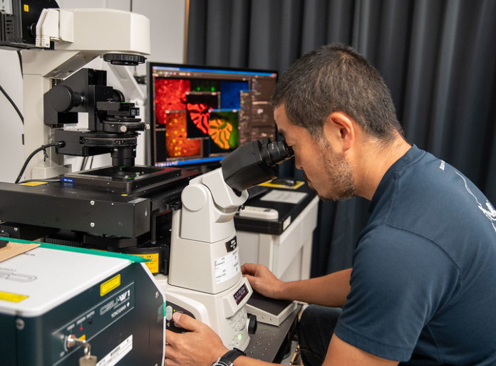 A person looking into a microscope in a laboratory