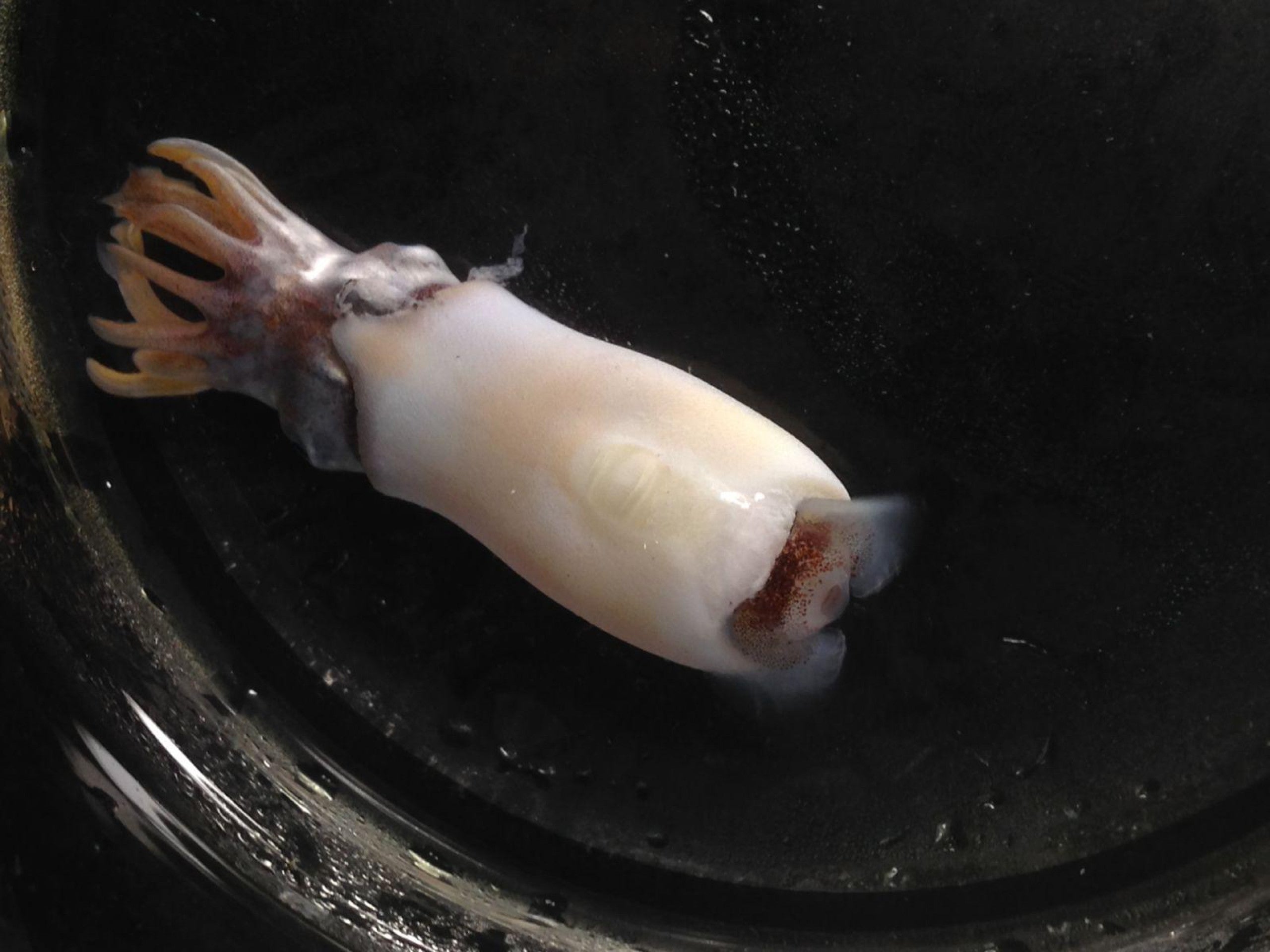 100 million years ago, an ‘evolutionary fuse’ was lit in the deep ocean ...