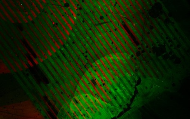 Images | Okinawa Institute of Science and Technology OIST