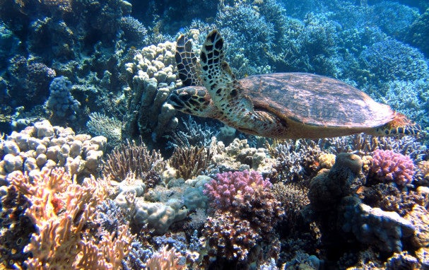 Coral header image - eDNA sampling with Mini-ROVs