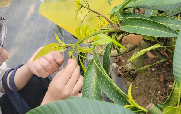 Thrips sample collection