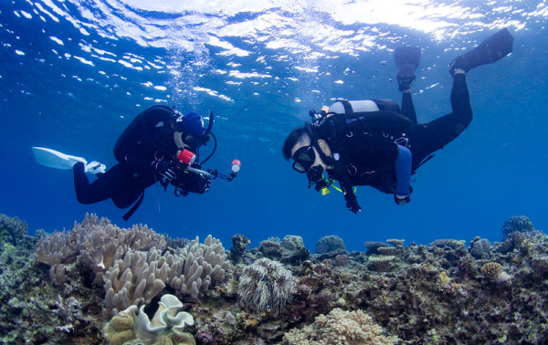 Two divers diving underwater in clear blue water