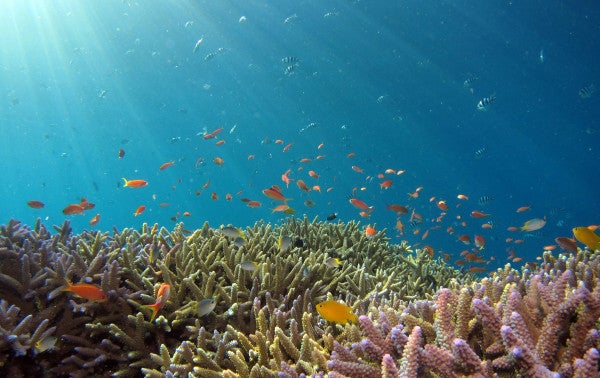 Photo taken near Iriomote Island - underwater scenes with abundant fish.