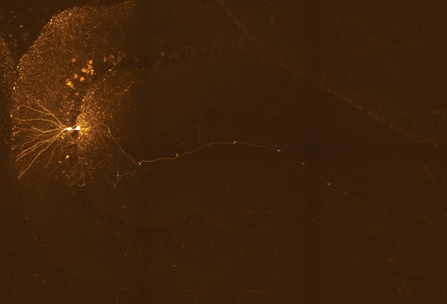 茶色いバックグラウンドに浮かぶ霧のような細かい粒と線