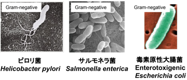 microscope images of pathogens