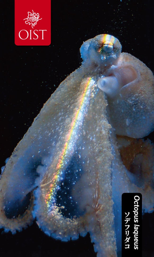 octopus