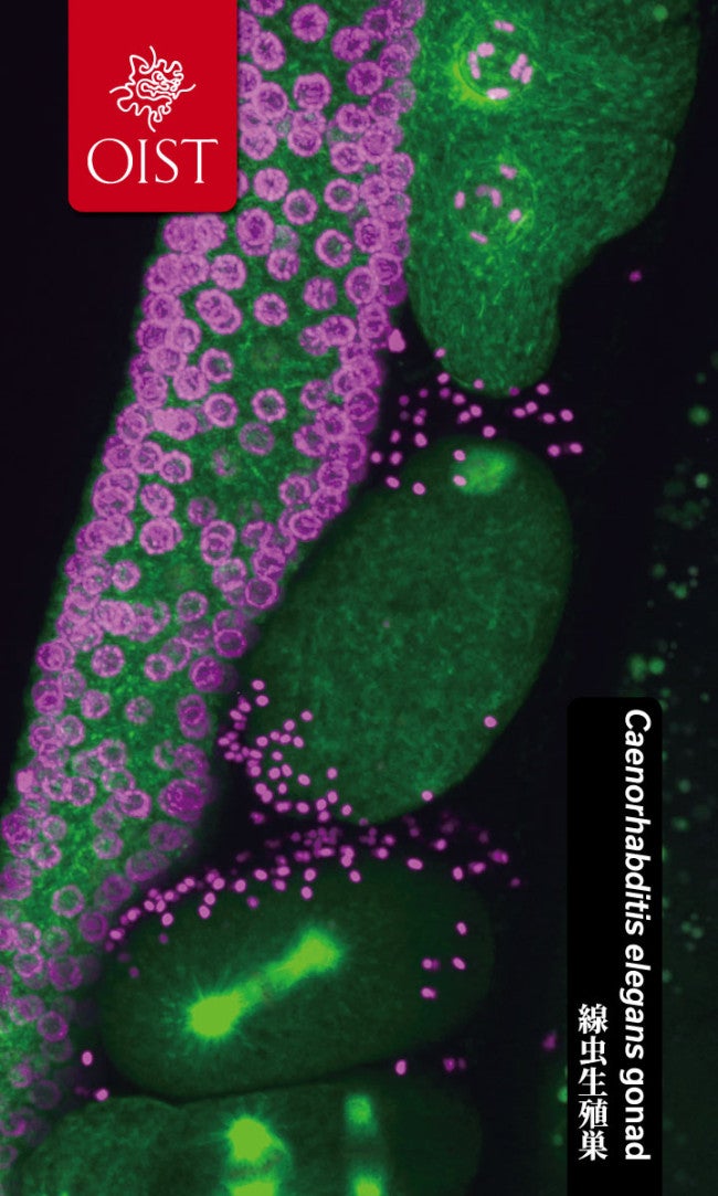 green objects and purple dots