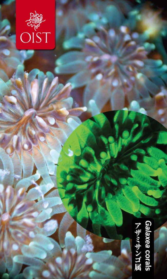 green and white flower-shape objects