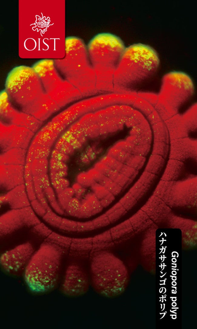 red flower-shape object 