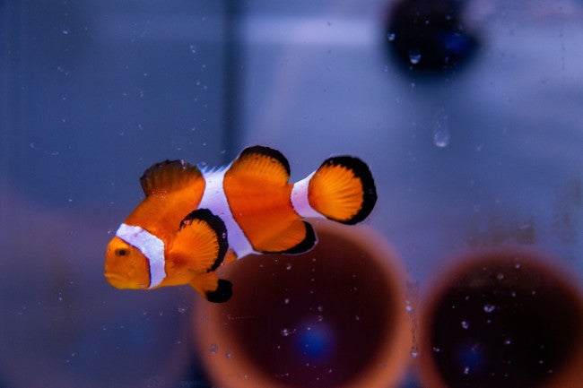 anemone fish