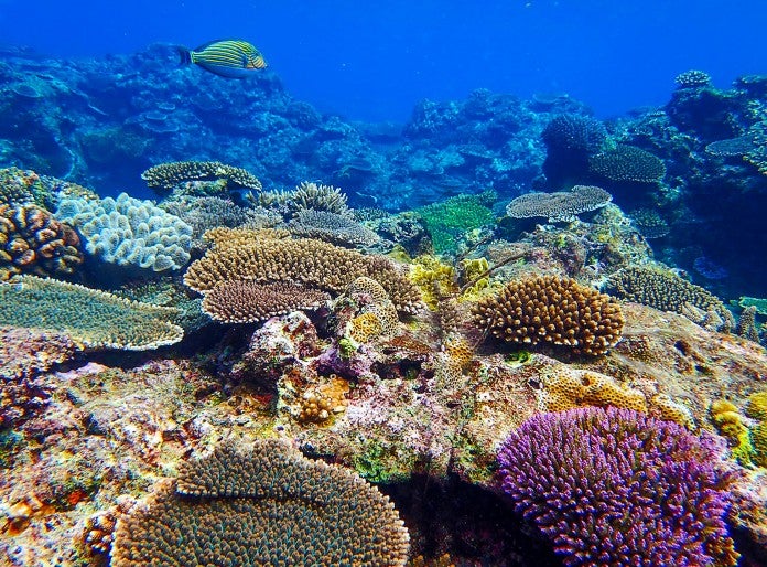 variety of coral