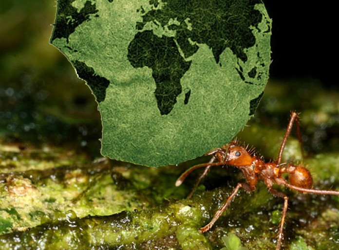 An ant in front of a green leaf with a world map on