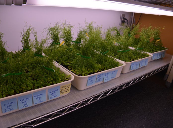 Plant rack