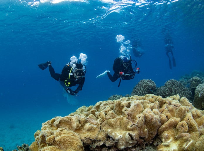 several divers under water
