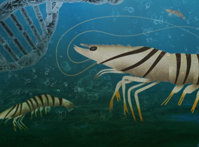 New research provides useful genetic resource on farm-raised kuruma shrimp