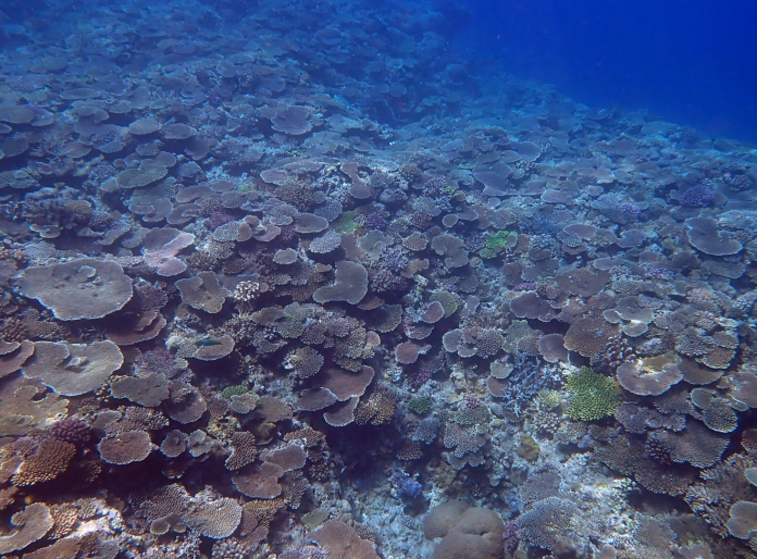 Detecting coral biodiversity in seawater samples